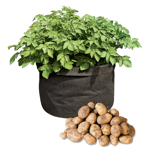 Potato Bag